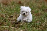 BICHON MALTAIS 149